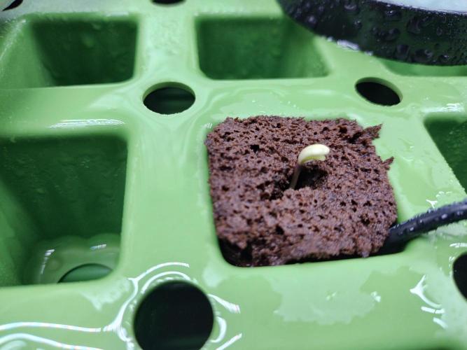 Blackberry Cream Auto DWC. Week 0 - Day 5