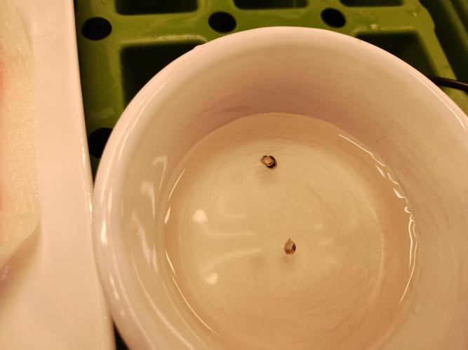 Blackberry Cream Auto DWC. Week 0 - Day 5