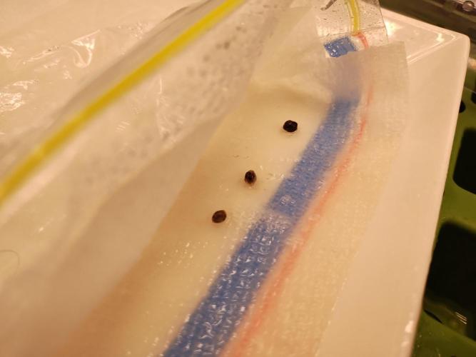 Blackberry Cream Auto DWC. Week 0 - Day 5