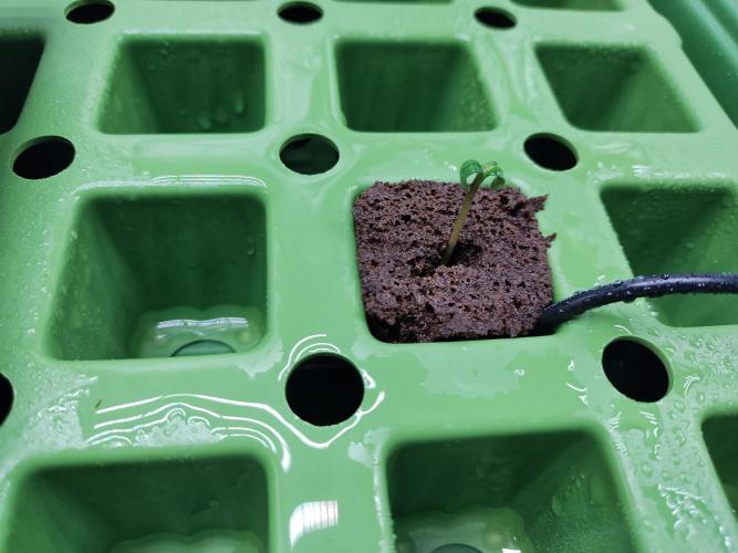 Blackberry Cream Auto DWC. Week 0 - Day 6