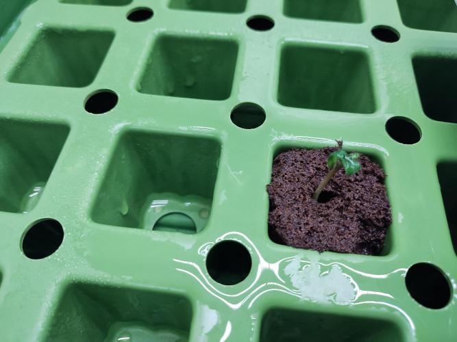 Blackberry Cream Auto DWC. Week 0 - Day 6