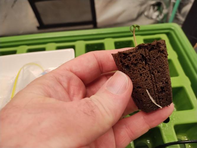 Blackberry Cream Auto DWC. Week 0 - Day 6