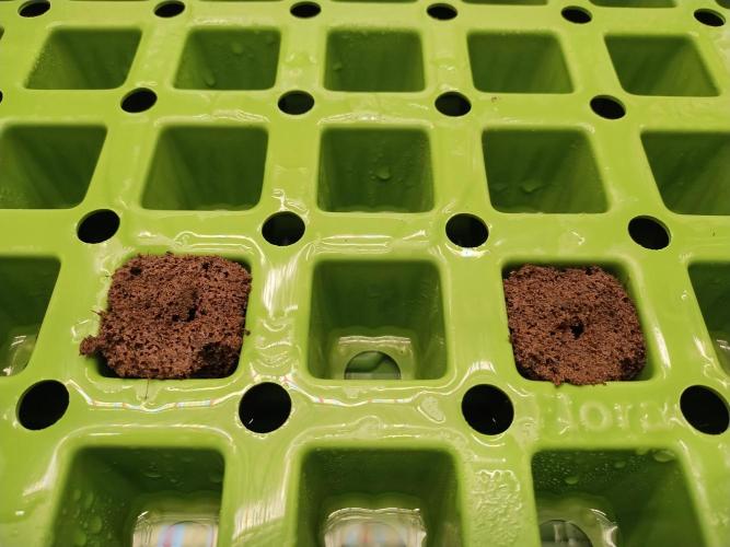 Blackberry Cream Auto DWC. Week 0 - Day 8