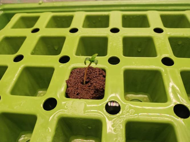 Blackberry Cream Auto DWC. Week 0 - Day 8