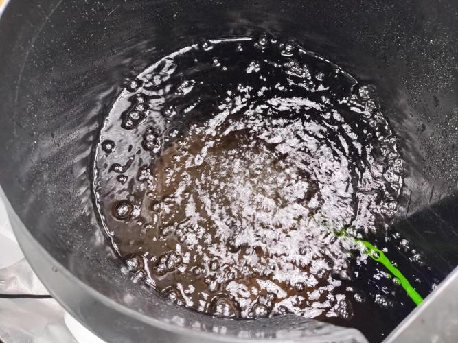 Blackberry Cream Auto DWC. Week 1 - Day 10