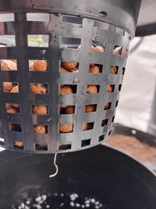 Blackberry Cream Auto DWC. Week 1 - Day 10