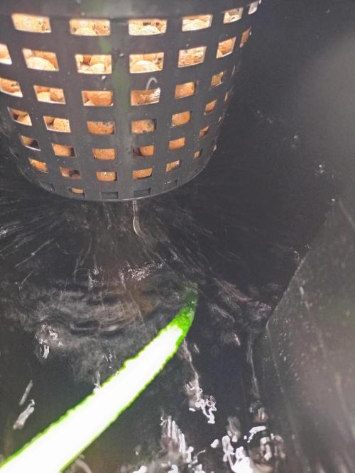 Blackberry Cream Auto DWC. Week 1 - Day 10