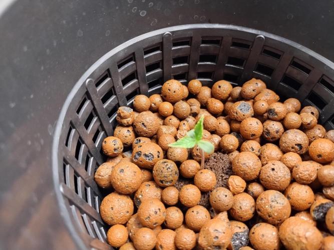Blackberry Cream Auto DWC. Week 1 - Day 10