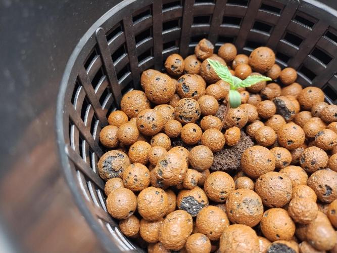 Blackberry Cream Auto DWC. Week 1 - Day 11