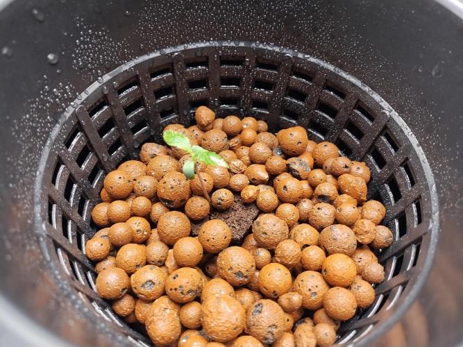 Blackberry Cream Auto DWC. Week 1 - Day 12