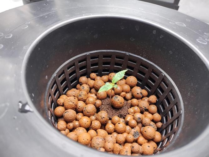 Blackberry Cream Auto DWC. Week 1 - Day 13