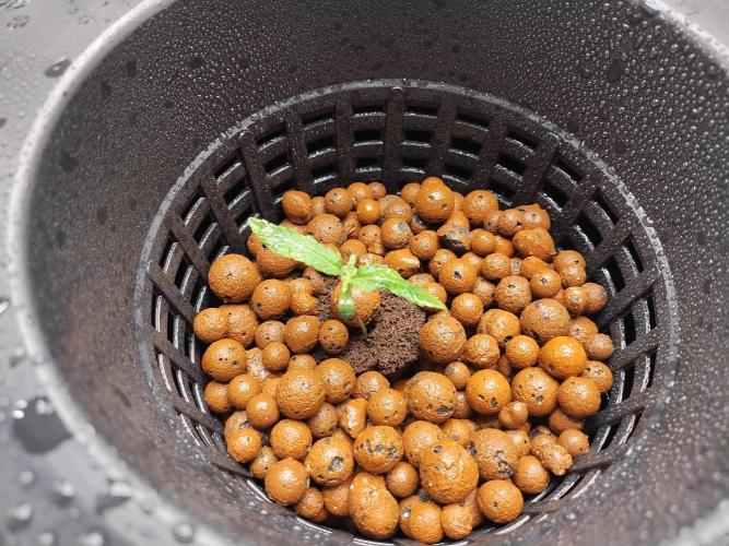 Blackberry Cream Auto DWC. Week 1 - Day 14
