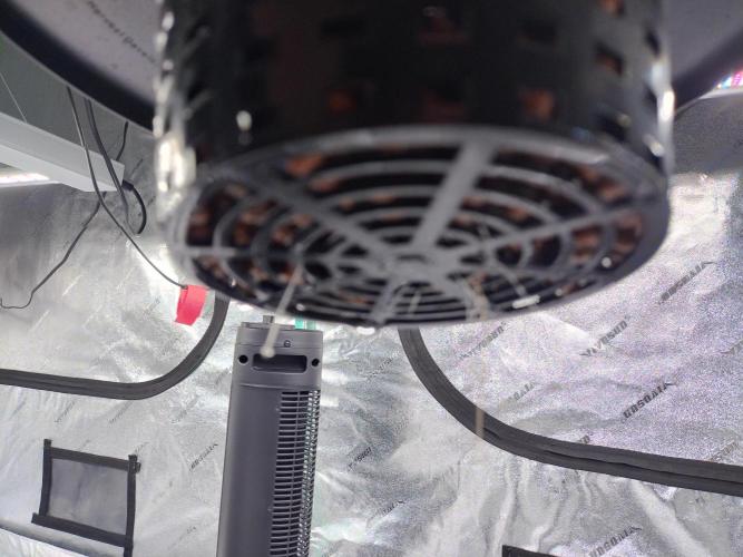 Blackberry Cream Auto DWC. Week 1 - Day 14