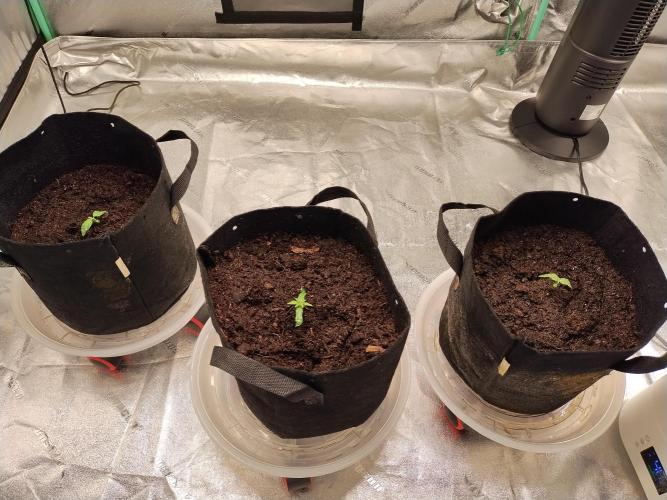 Blackberry Cream Auto. Week 2 - Day 17