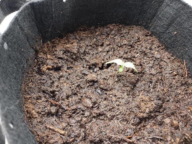 Blackberry Cream Auto. Week 2 - Day 17