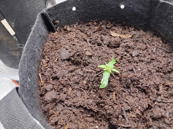 Blackberry Cream Auto. Week 2 - Day 17