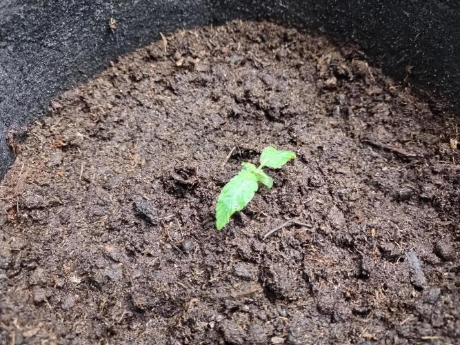 Blackberry Cream Auto. Week 2 - Day 17