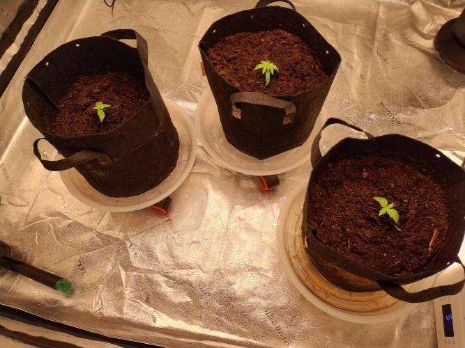 Blackberry Cream Auto. Week 2 - Day 19