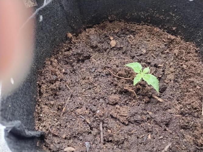 Blackberry Cream Auto. Week 2 - Dau 19