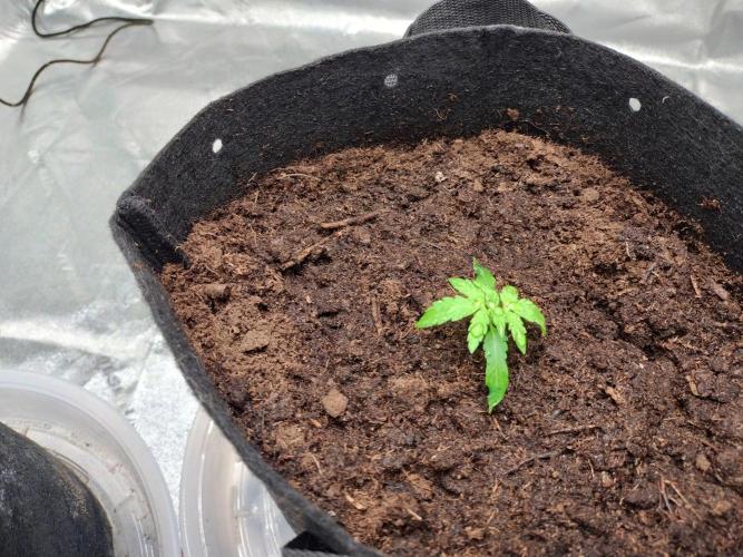 Blackberry Cream Auto. Week 2 - Day 19