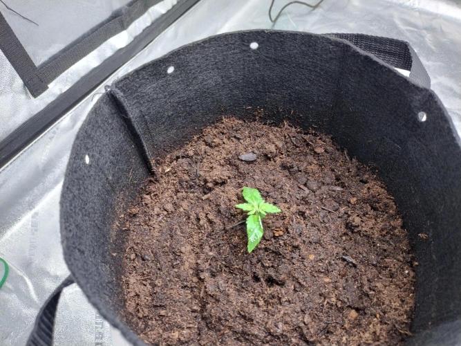 Blackberry Cream Auto. Week 2 - Day 19