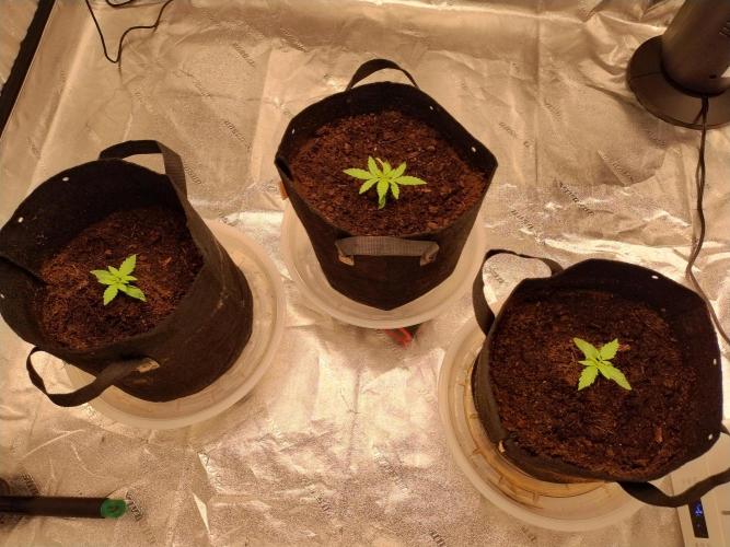 Blackberry Cream Auto. Week 2 - Day 21