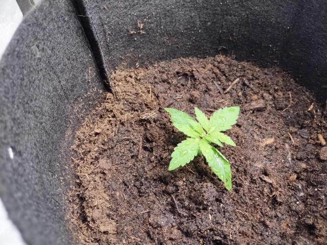 Blackberry Cream Auto. Week 2 - Day 21