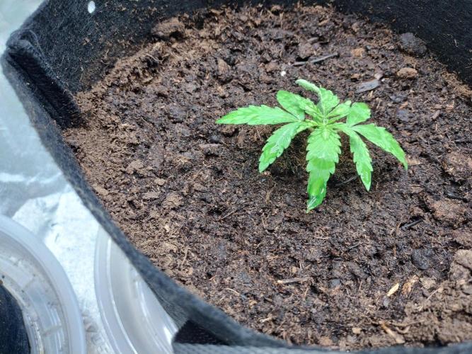 Blackberry Cream Auto. Week 2 - Day 21