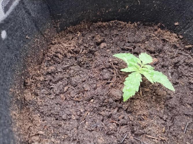 Blackberry Cream Auto. Week 2 - Day 21