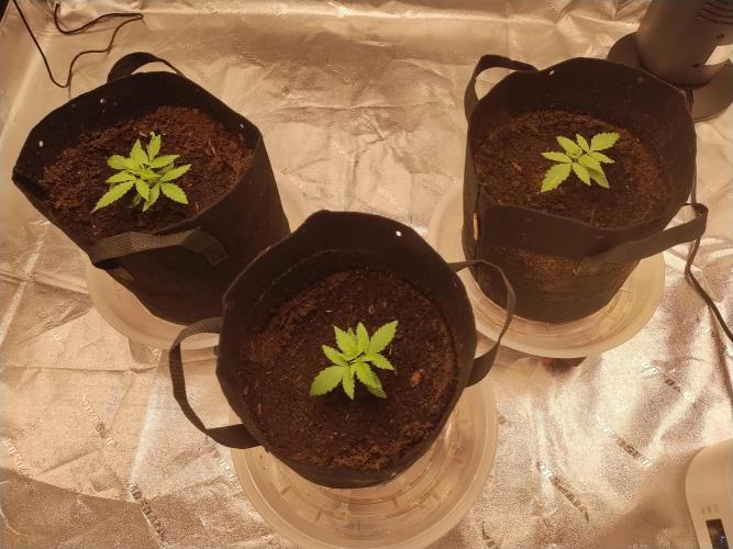 Blackberry Cream Auto. Week 2 - Day 23