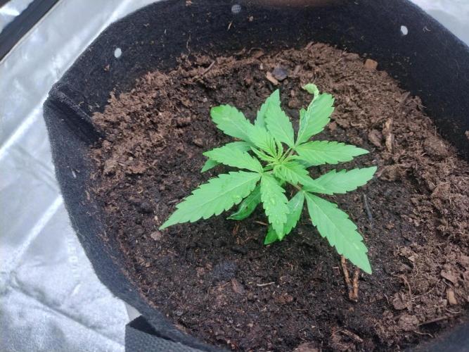 Blackberry Cream Auto. Week 2 - Day 23