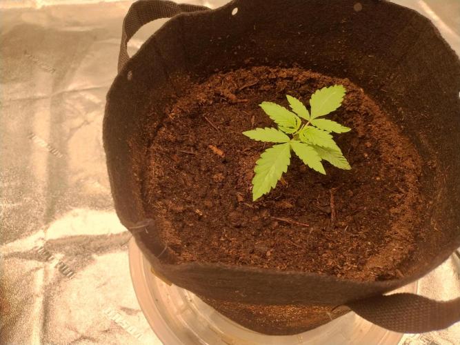 Blackberry Cream Auto. Week 2 - Day 23