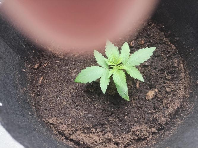 Blackberry Cream Auto. Week 2 - Day 23