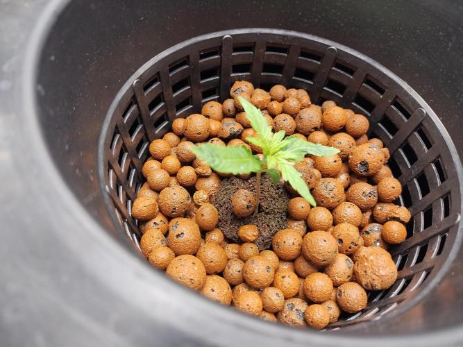 Blackberry Cream Auto DWC. Week 2 - Day 17