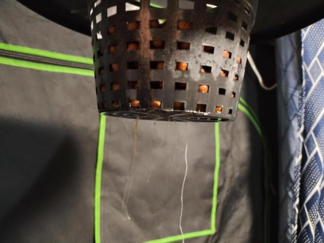 Blackberry Cream Auto DWC. Week 2 - Day 17 - 3.75 inch roots