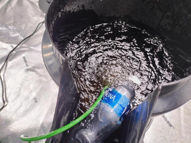 Blackberry Cream Auto DWC. Week 2 - Day 18