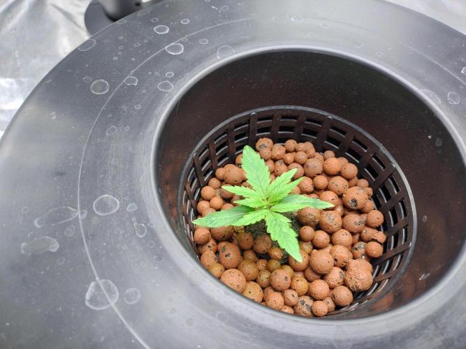 Blackberry Cream Auto DWC. Week 2 - Day 19