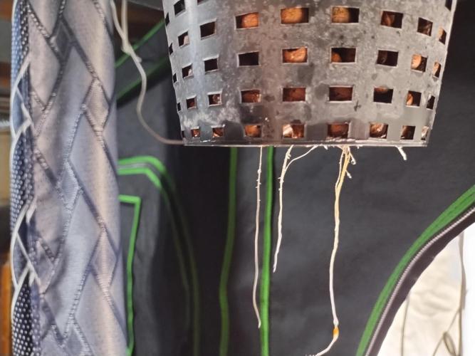 Blackberry Cream Auto DWC. Week 2 - Day 19 - 4 inch roots