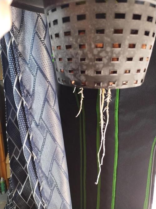 Blackberry Cream Auto DWC. Week 2 - Day 21 - 7 inch roots