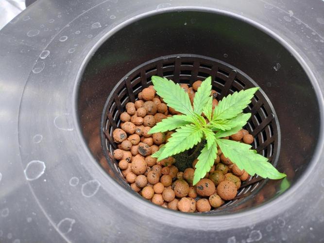 Blackberry Cream Auto DWC. Week 2 - Day 21