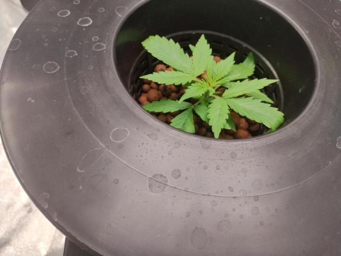 Blackberry Cream Auto DWC. Week 2 - Day 23