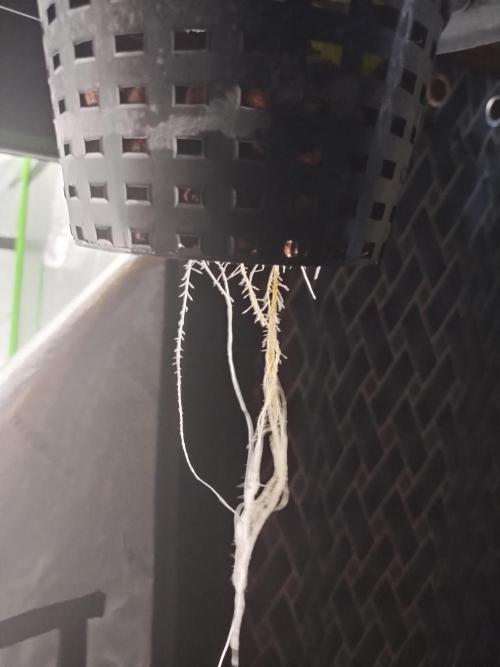 Blackberry Cream Auto DWC. Week 2 - Day 23 - 8 inch roots