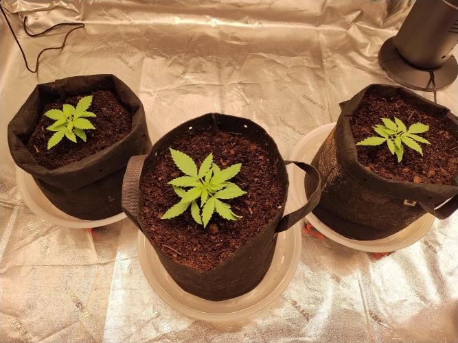 Blackberry Cream Auto. Week 3 - Day 24