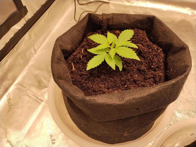 Blackberry Cream Auto. Week 3 - Day 24