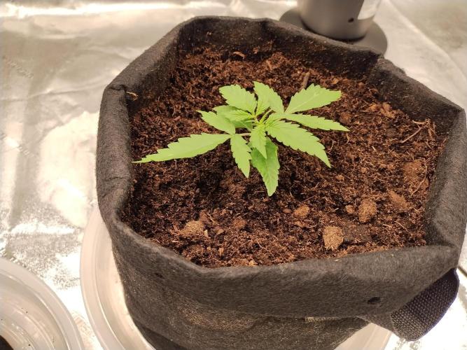 Blackberry Cream Auto. Week 3 - Day 24