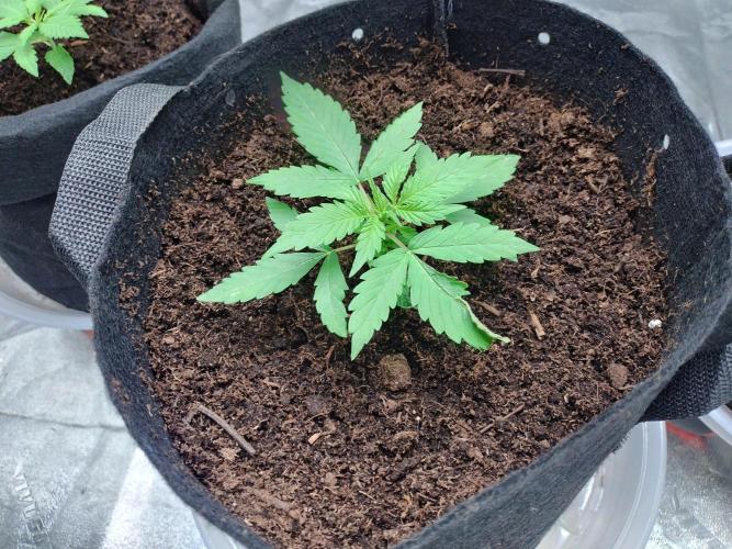 Blackberry Cream Auto. Week 3 - Day 24