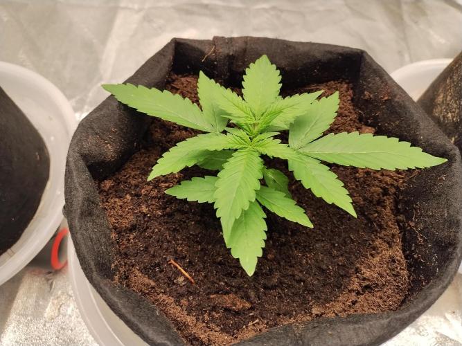 Blackberry Cream Auto. Week 3 - Day 27