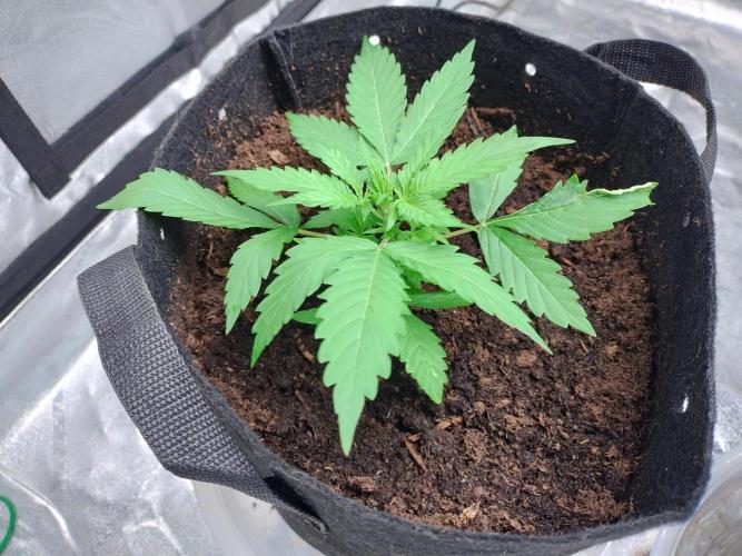 Blackberry Cream Auto. Week 3 - Day 27