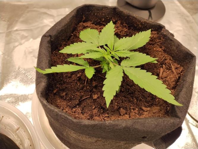 Blackberry Cream Auto. Week 3 - Day 27