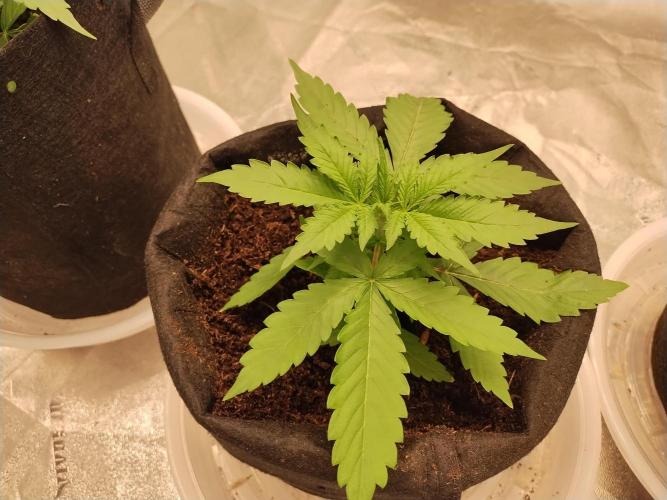 Blackberry Cream Auto. Week 3 - Day 30